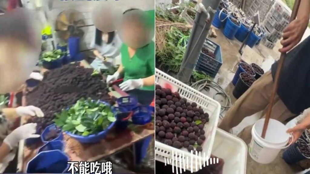 福建楊梅收購站被揭違規添加甜味劑及防腐劑