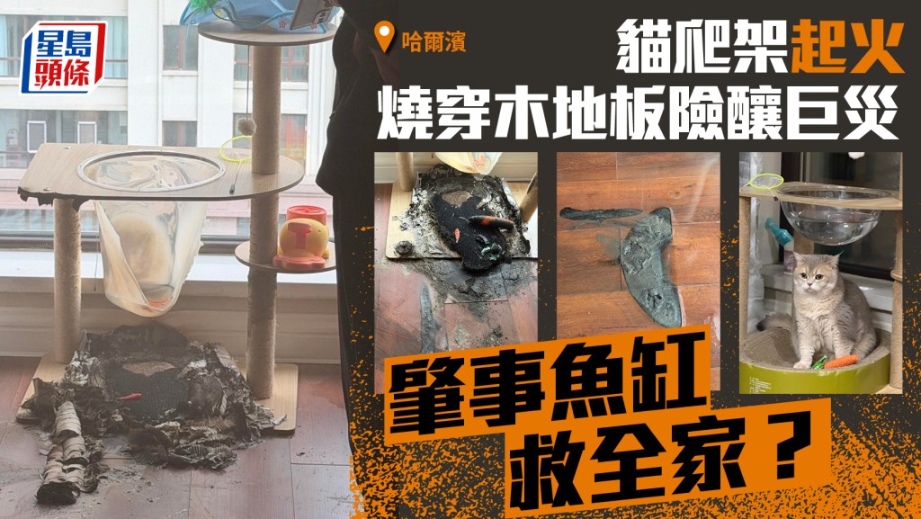 哈爾濱貓爬架起火 魚缸意外成滅火關鍵
