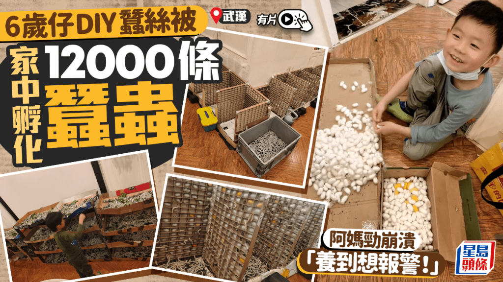 武漢六歲童為製蠶絲被 家中飼養逾萬條蠶蟲