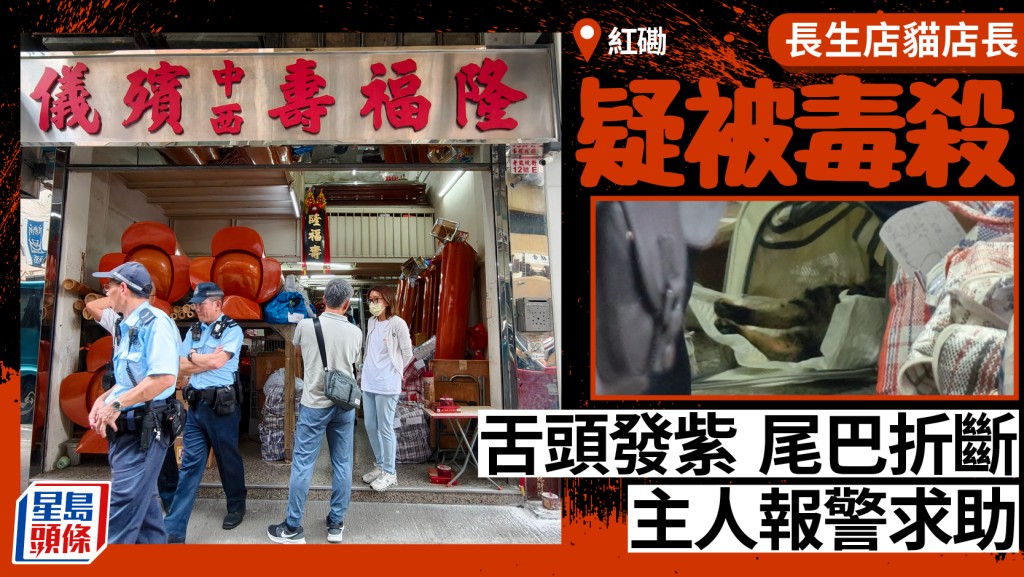 紅磡長生店貓店長離奇受傷不治 警方列殘酷對待動物案調查