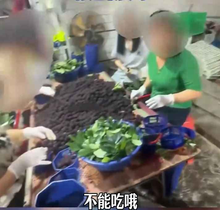 福建漳州楊梅收購站違規使用添加劑 23名黨員幹部被問責