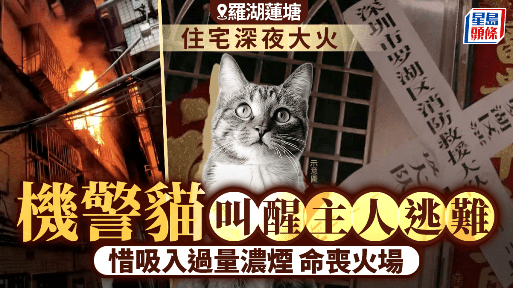 深圳蓮塘住宅深夜火警 寵物貓喚醒主人後不幸身亡