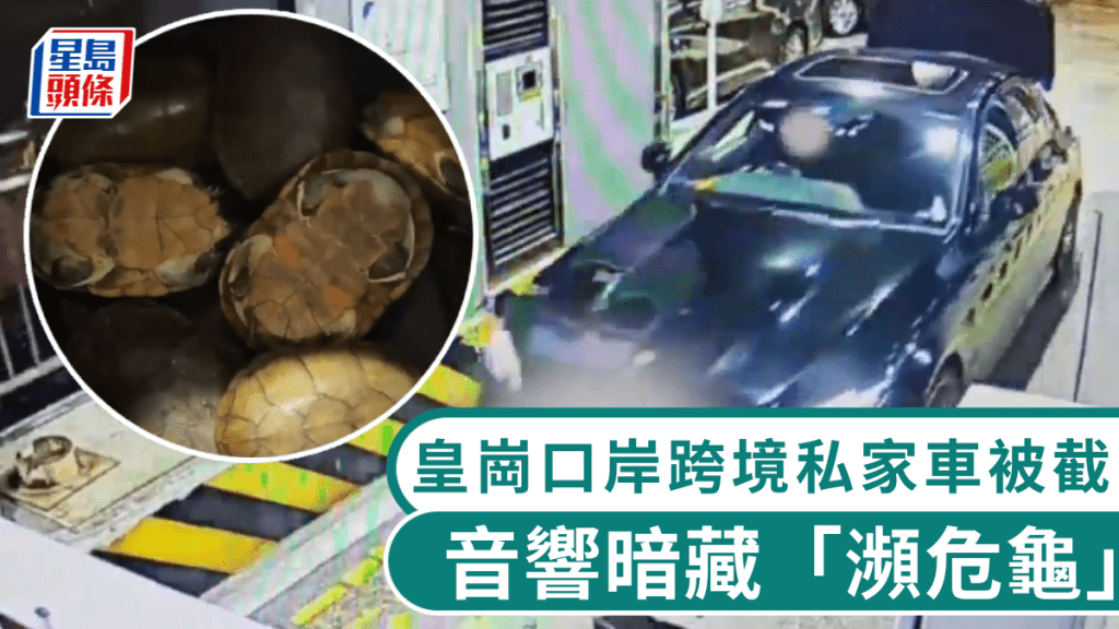 皇崗口岸破獲走私案 跨境車音響暗格藏34隻瀕危龜