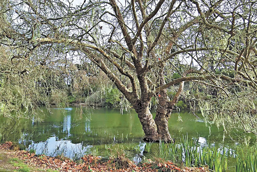 金門公園南端的野鴨湖。谷歌街景圖