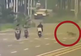 河北女騎手遭未拴繩犬隻撞倒身亡 飼主涉毀證避責案件延宕近一年