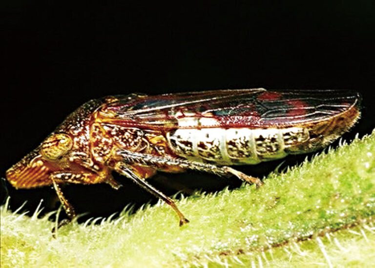 加州多縣出現害蟲「褐透翅尖葉蟬」（glassy-winged sharpshooter）。那柏縣政府