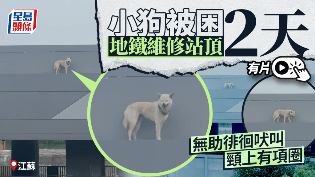 江蘇蘇州地鐵站頂驚現被困小狗 多方聯手展開救援