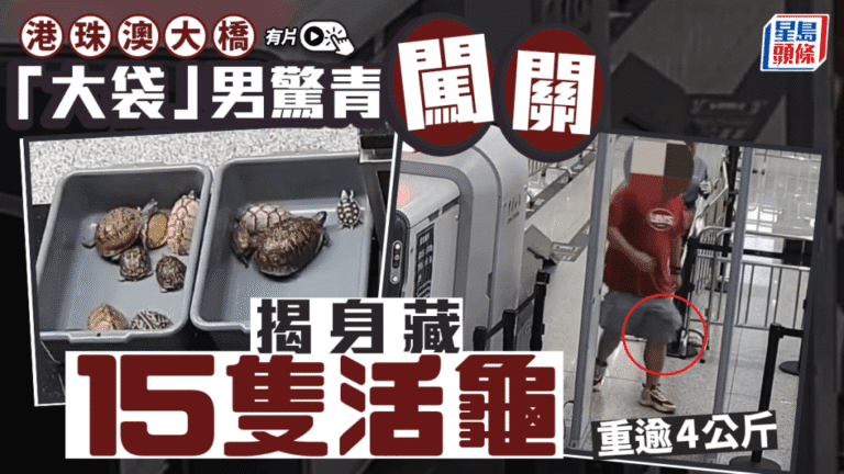 港珠澳大橋海關截查入境旅客 褲袋藏15隻瀕危活龜