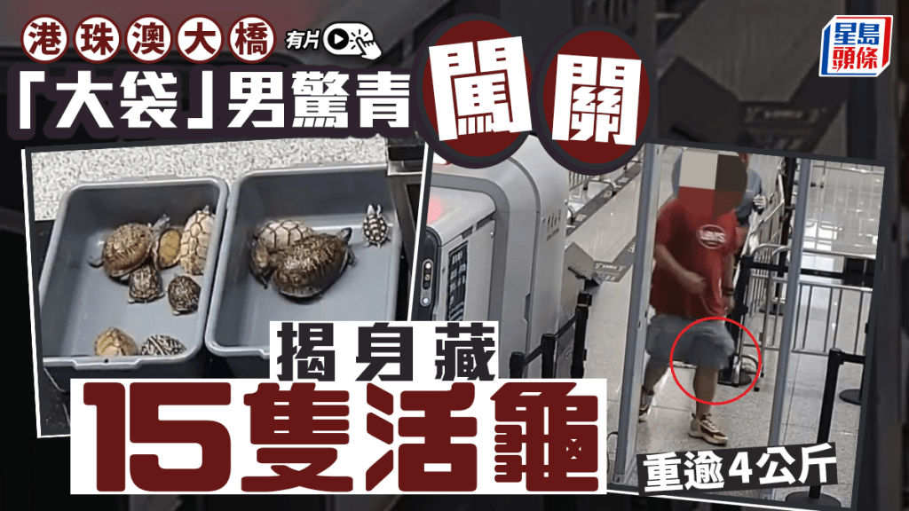 港珠澳大橋海關截查入境旅客 褲袋藏15隻瀕危活龜