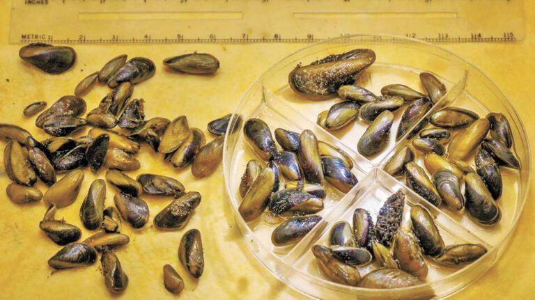 圖為源自中國的貝類「金絲貽貝」（Golden Mussel）。加州水資源局