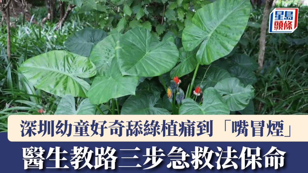 深圳幼童誤食滴水觀音中毒 醫生詳解三步急救法