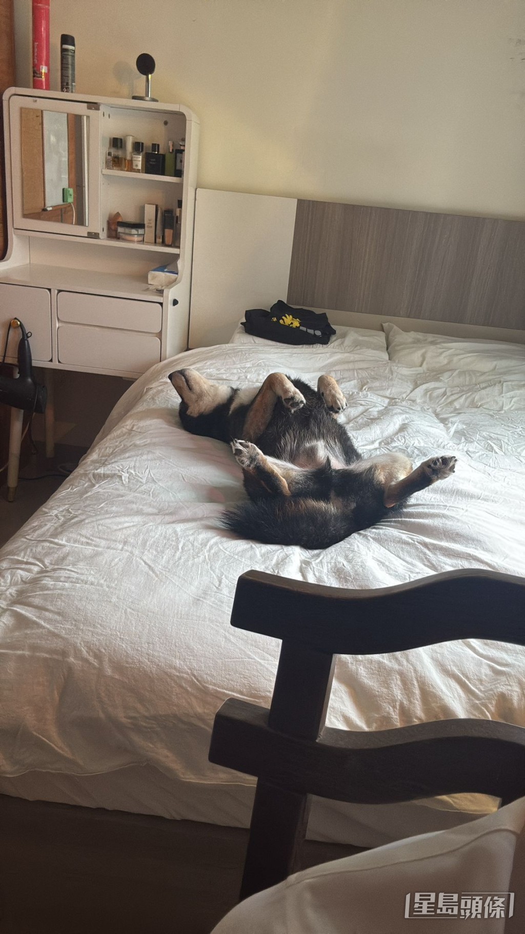 Andrew(龐景峰)與愛犬現已搬至紅磡區一個大型屋苑。