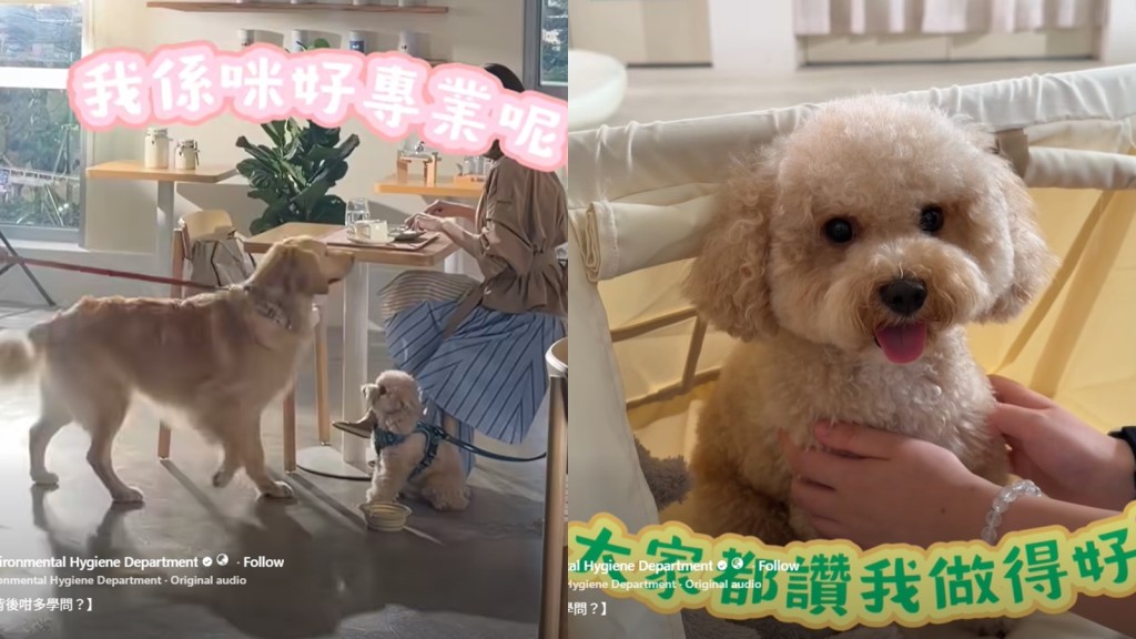 食肆准許狗隻進入申請結束 食環署將抽籤並發布示範影片
