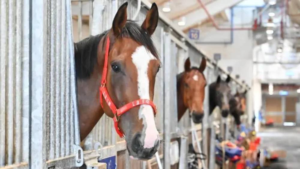 穗港馬產業合作新里程 廣州從化將辦常規賽馬 引入「馬臉識別」技術