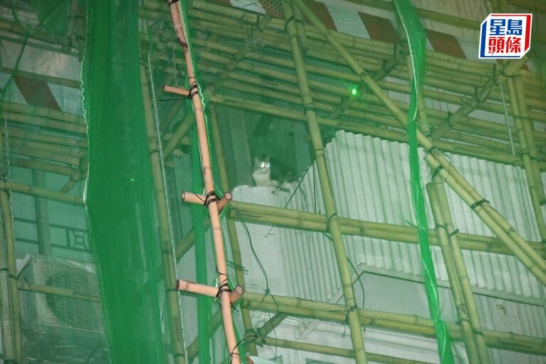 灣仔貓隻被困大廈外牆棚架 消防高空拯救隊安全救回