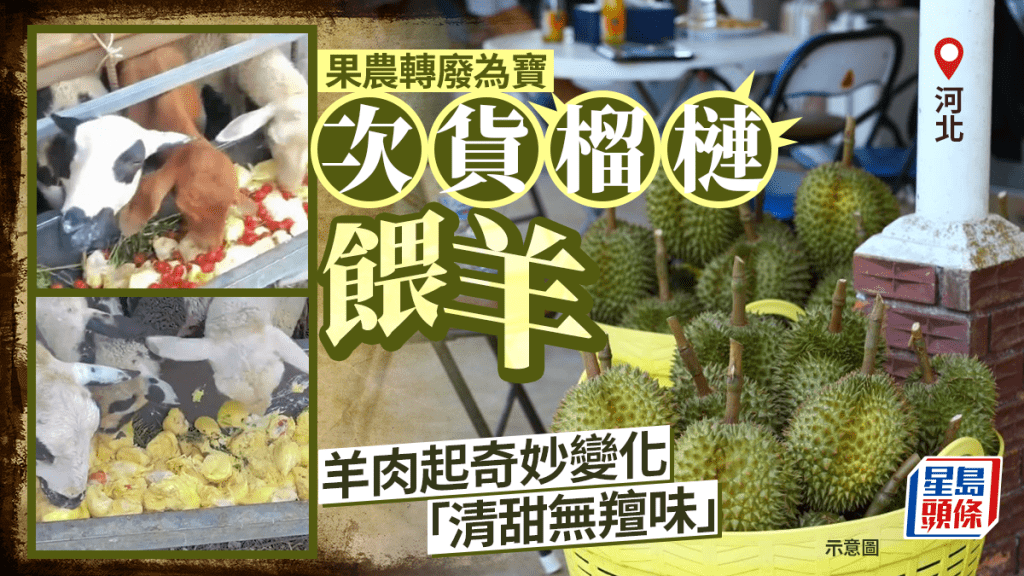 河北果農以榴槤餵羊 意外提升羊肉品質 肉質清甜膻味大減