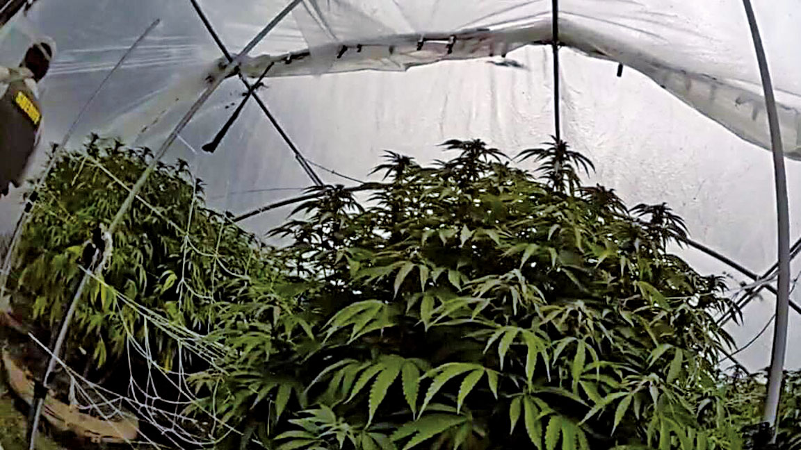 內華達縣警局連月來展開跨部門行動，銷毀逾1萬4000株非法大麻植物。內華達縣警局
