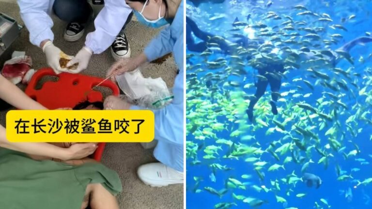 湖南海洋王國潛水活動發生意外 遊客遭鯊魚咬傷面部
