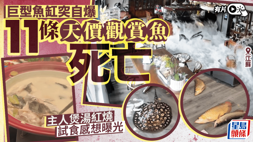 江蘇巨型魚缸自爆 近30萬元觀賞魚死亡 主人嘗試烹煮稱味道不佳