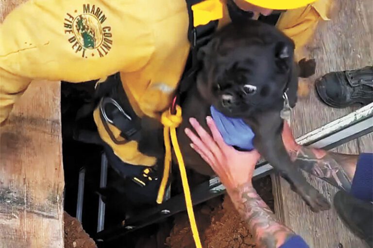 北灣巴哥犬失蹤多天   受困狹窄地洞幸獲救