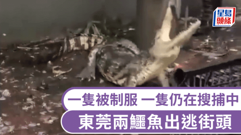 東莞暴雨致兩條揚子鱷出逃 一條已被捕獲 另一條仍在搜尋中