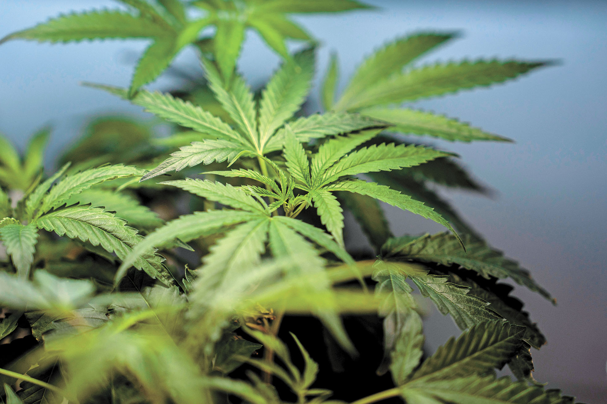 聯邦最高法院裁定,聯邦政府不得以過於寬泛的禁令,禁止大麻使用者持有槍械。美聯社