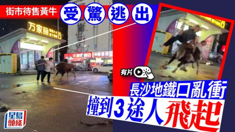 長沙地鐵站外黃牛受驚衝撞 三名途人受傷 涉事牛隻已處理