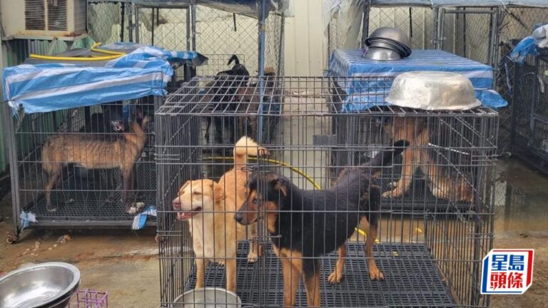 動物收容所管理問題頻生 動保團體倡議發牌制度與謹慎責任制