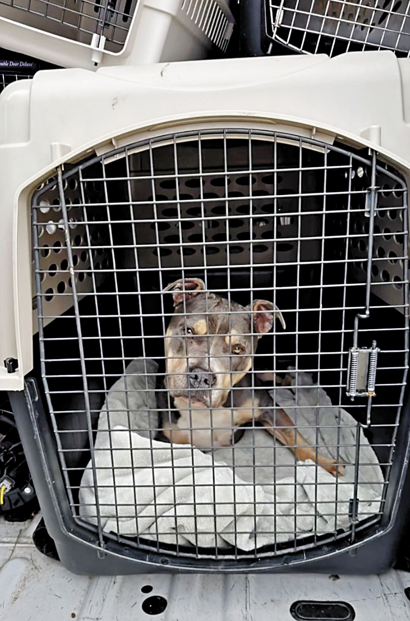 北灣那柏縣（Napa）等地的動物收容中心接收了Miranda’s Rescue中心的動物。那柏縣動物收容中心臉書