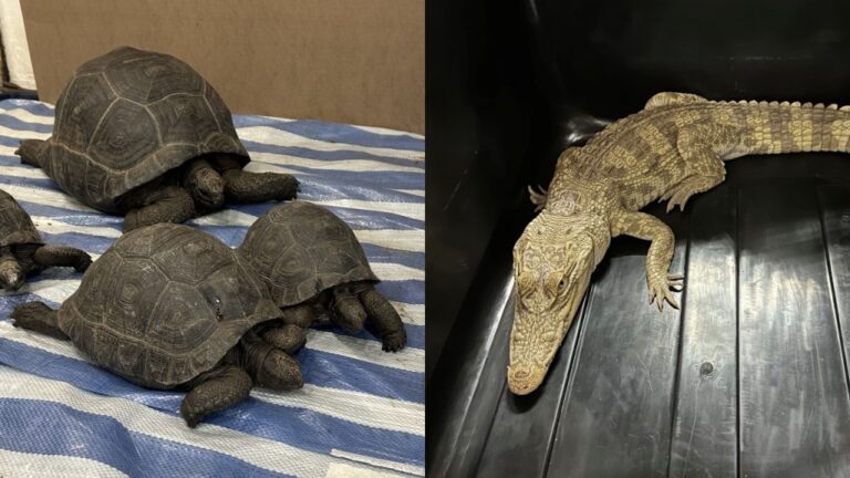 深水埗檢獲鱷魚及瀕危爬行動物 35歲女子涉非法管有被捕