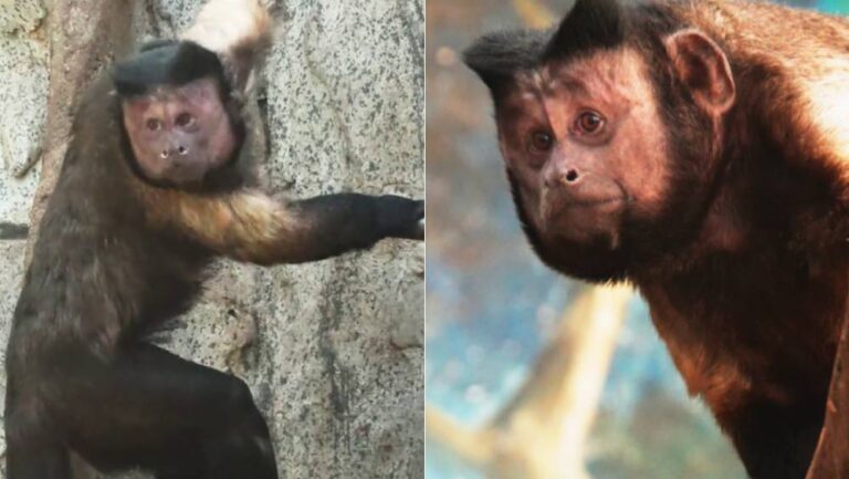 石家莊動物園為「國字臉」網紅猴王徵名 正式定名「石英俊」