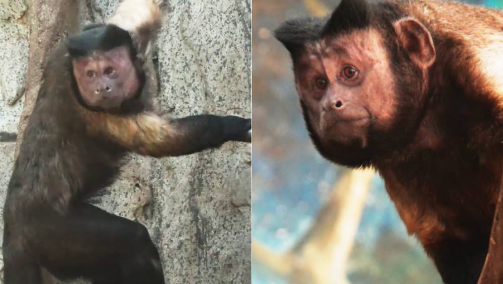 石家莊動物園為「國字臉」網紅猴王徵名 正式定名「石英俊」