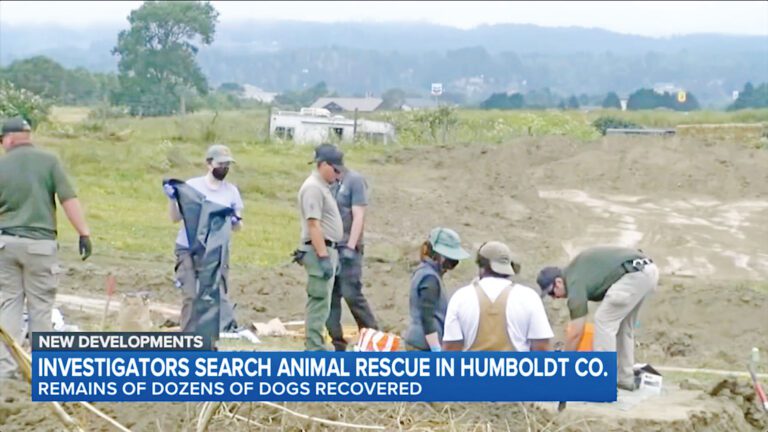 調查人員在兩處挖掘地點發現117具完整犬隻遺骸。ABC7電視畫面