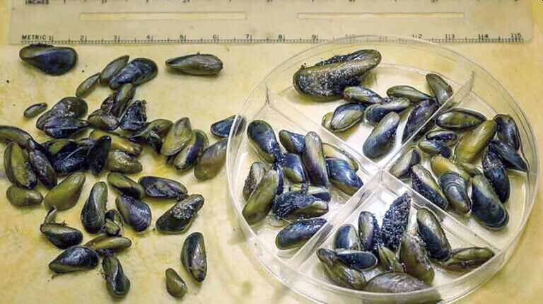 源自亞洲的金絲胎貝。加州漁獵與野生動物局