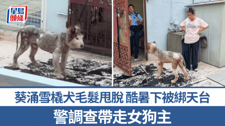 葵涌雪橇犬酷暑中被綁天台 女狗主涉殘酷對待動物遭帶走調查