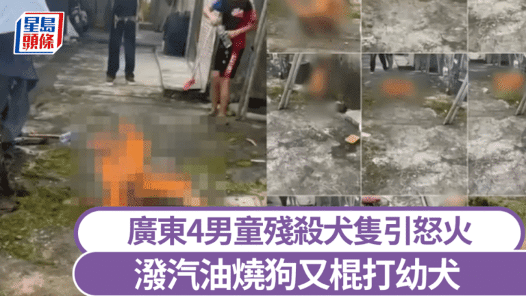 廣東揭陽四名男童涉虐殺犬隻 當局已介入處理並加強教育