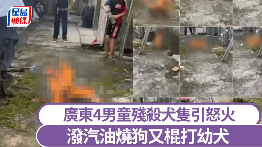 廣東揭陽四名男童涉虐殺犬隻 當局已介入處理並加強教育