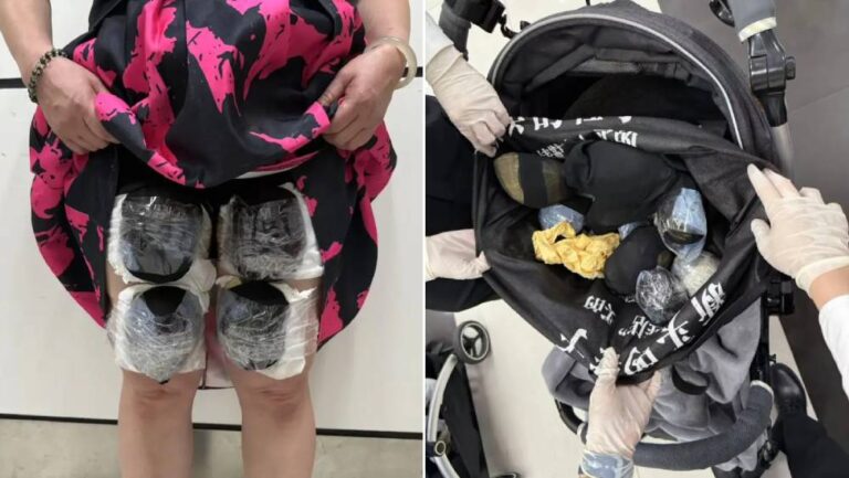 深圳灣海關半小時截查8名旅客 於裙底及嬰兒車起出53隻瀕危活龜