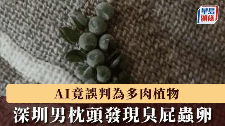 AI辨識失誤：深圳市民枕上發現荔蝽蟲卵 專家提供實用防範建議