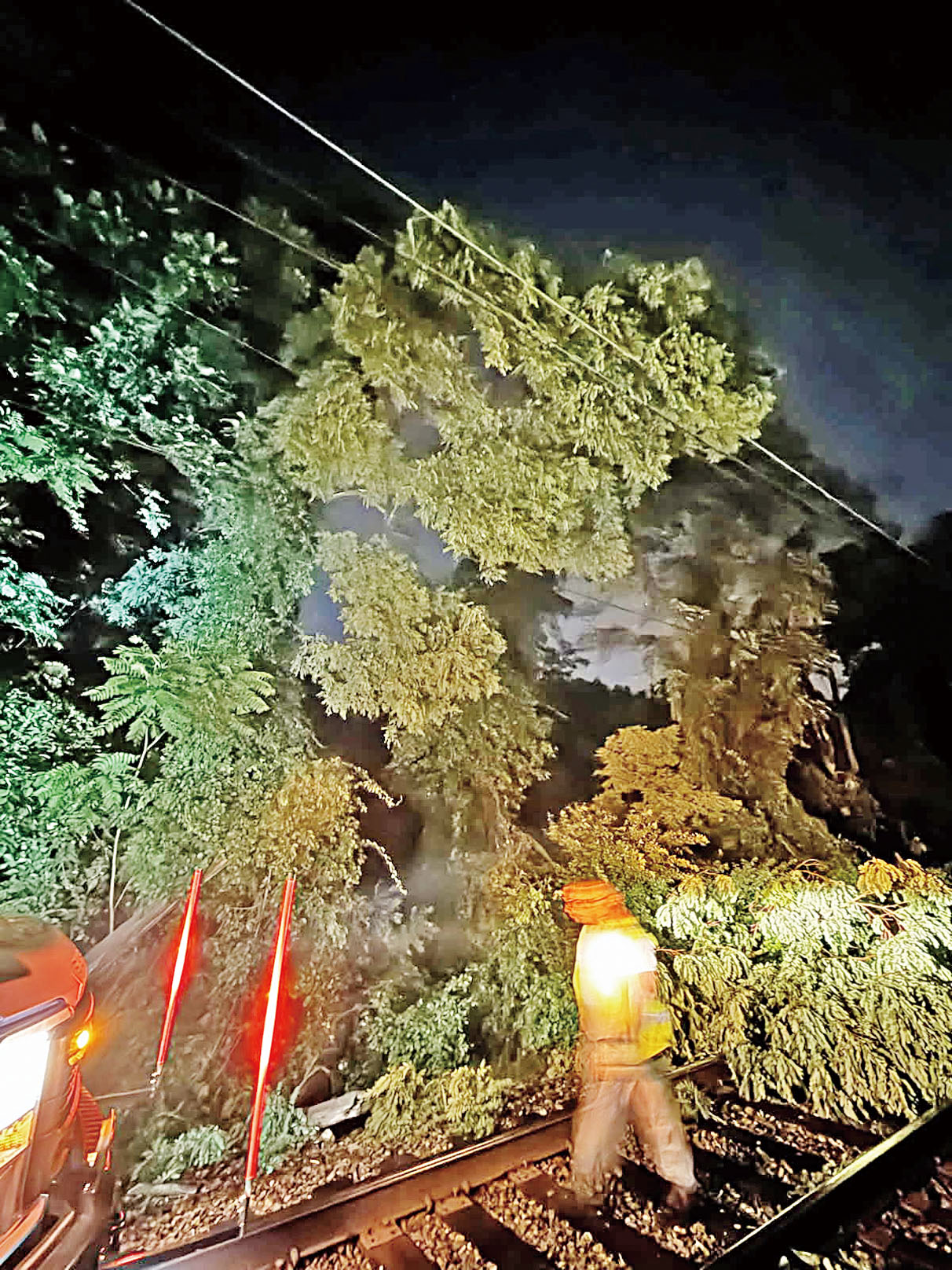 新州報告發生多宗榻樹個案。新州捷運局 X圖片