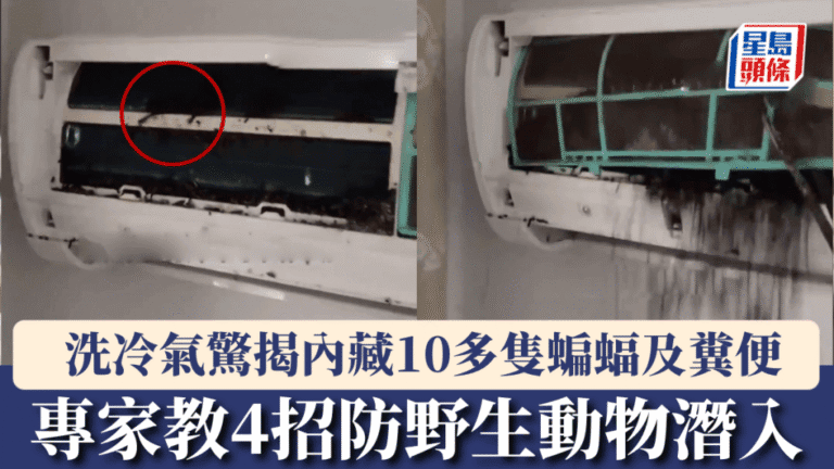 冷氣機清洗揭內藏蝙蝠窩 專家提醒防小動物入侵家居