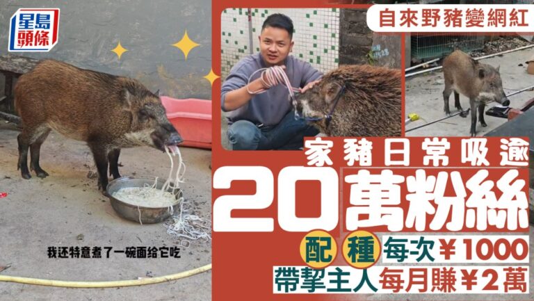 廣東男子收養流浪野豬成網紅 配種與流量帶來意外收入