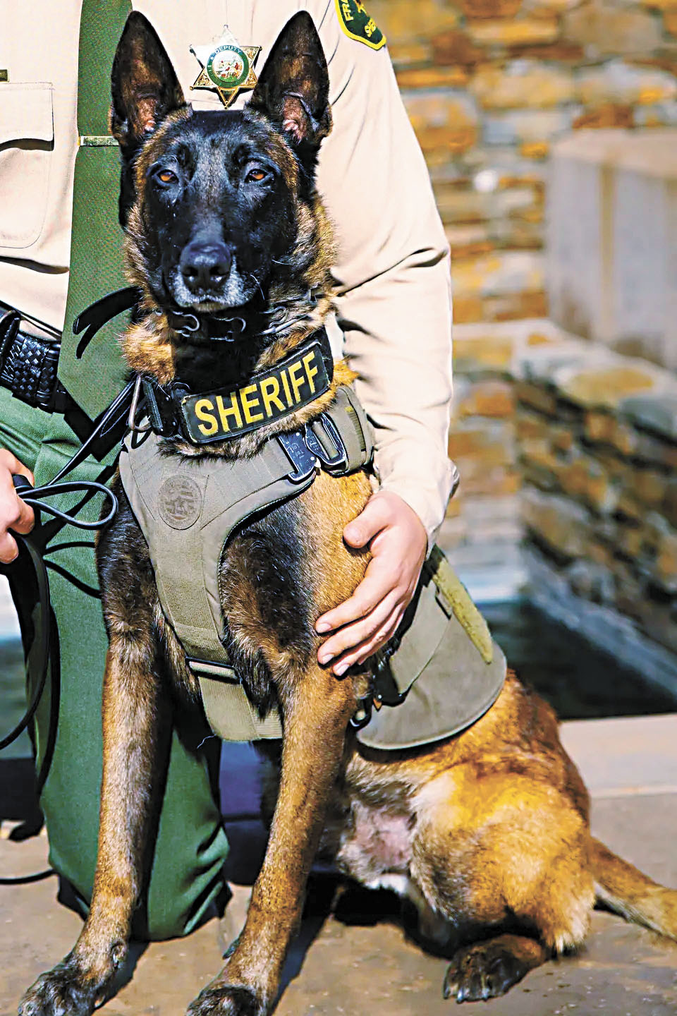 服役四年的警犬「桑蒂」遭車撞死。佛斯盧縣警局