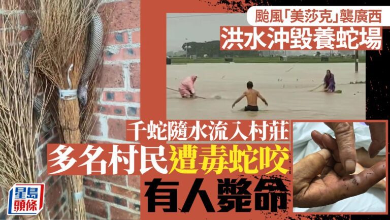 廣西洪災引發毒蛇出逃 村民清理家園時需警惕蛇咬風險