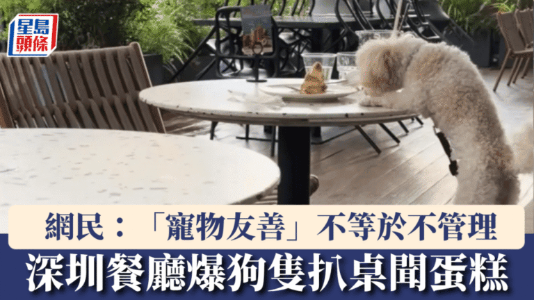 深圳gaga寵物友善餐廳引爭議 狗隻扒桌聞蛋糕 市監局責令整改