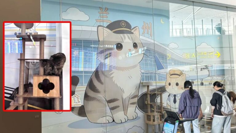 蘭州中川機場收編流浪貓 設立「捕鼠辦」成旅客打卡點