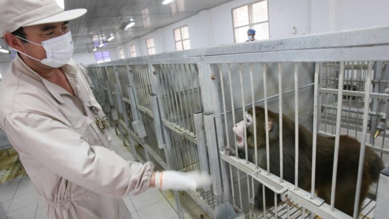 內地新藥研發需求旺盛 實驗用食蟹猴價格逼近20萬元