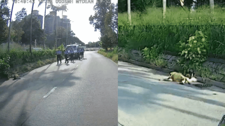 上水馬適路發生交通意外 貨車撞傷羊隻