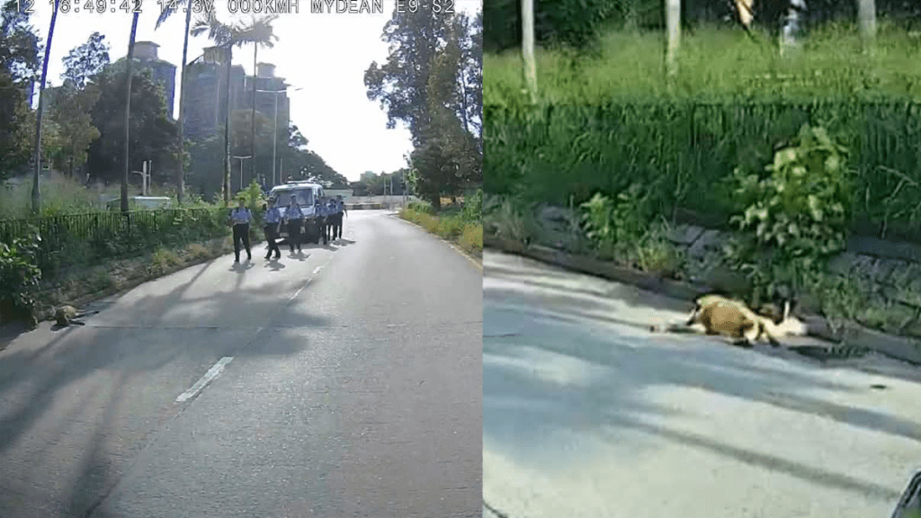 上水馬適路發生交通意外 貨車撞傷羊隻