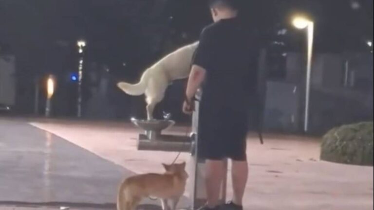 多地狗主放任犬隻使用公共直飲水機 深圳重慶等官方回應並加強管理